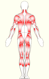 Muscles of back and legs